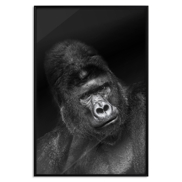 Wall Poster Mountain Gorilla - black and white composition with a portrait of an African ape 116499 additionalImage 18