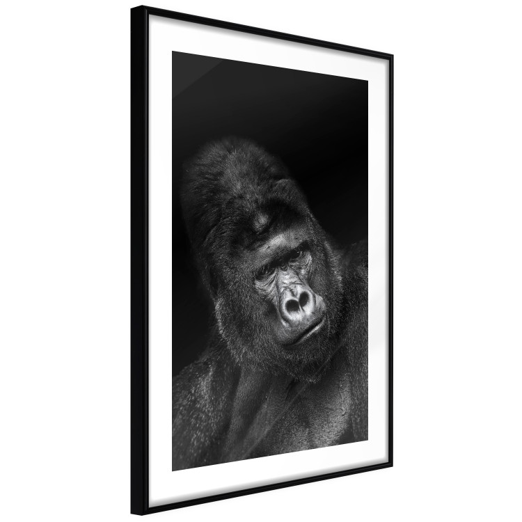 Wall Poster Mountain Gorilla - black and white composition with a portrait of an African ape 116499 additionalImage 12