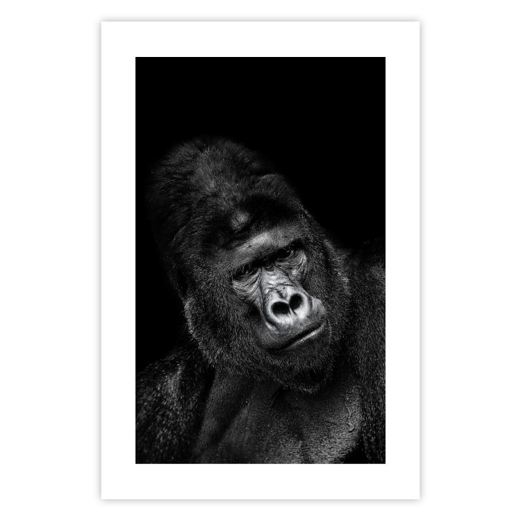 Wall Poster Mountain Gorilla - black and white composition with a portrait of an African ape 116499 additionalImage 19