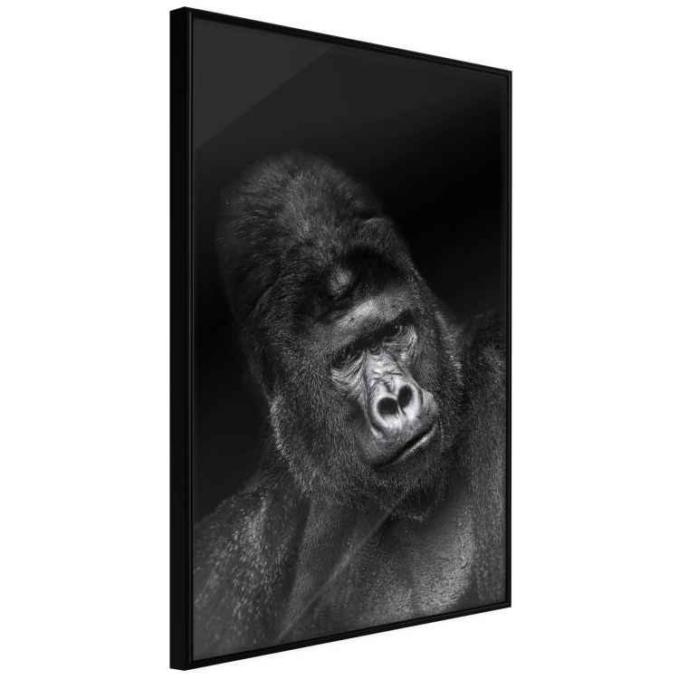 Wall Poster Mountain Gorilla - black and white composition with a portrait of an African ape 116499 additionalImage 9