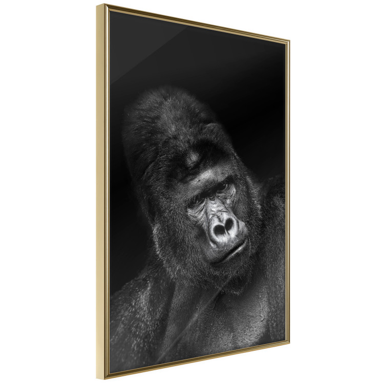 Wall Poster Mountain Gorilla - black and white composition with a portrait of an African ape 116499 additionalImage 11