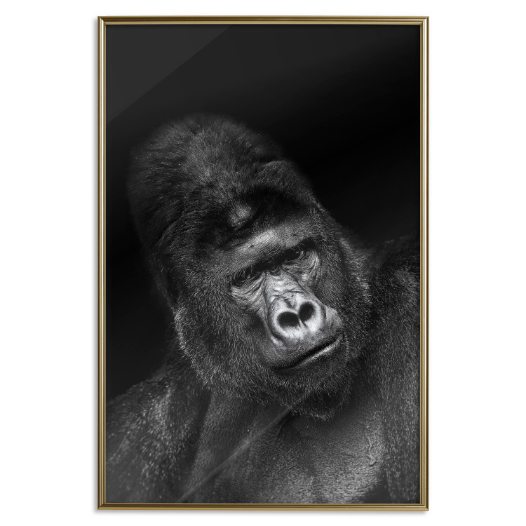 Wall Poster Mountain Gorilla - black and white composition with a portrait of an African ape 116499 additionalImage 16
