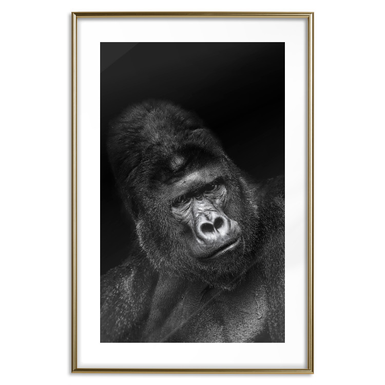 Wall Poster Mountain Gorilla - black and white composition with a portrait of an African ape 116499 additionalImage 14