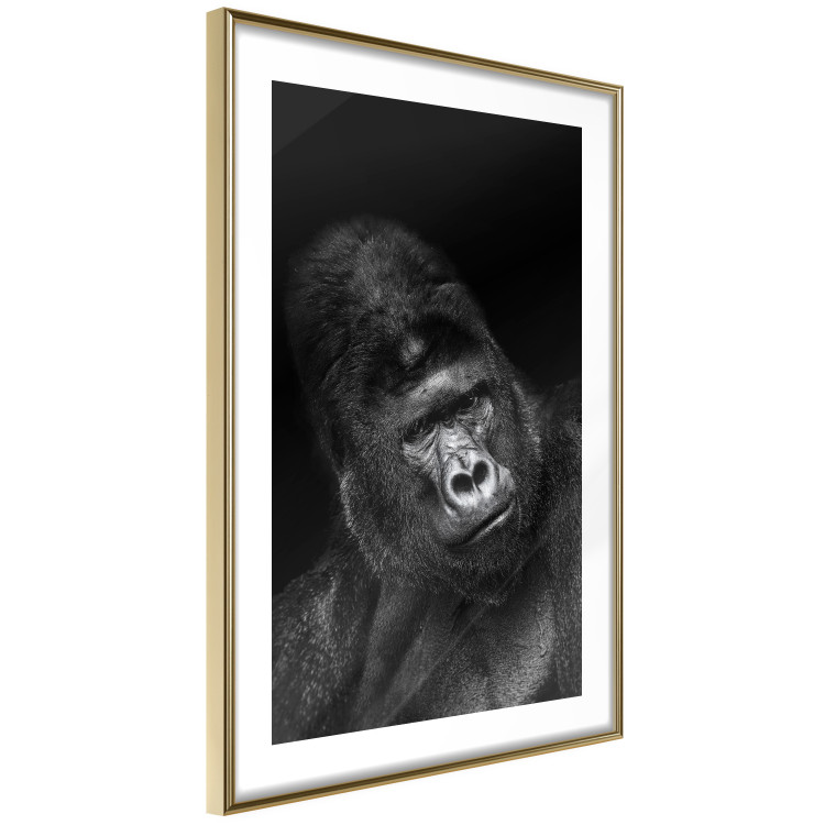 Wall Poster Mountain Gorilla - black and white composition with a portrait of an African ape 116499 additionalImage 8
