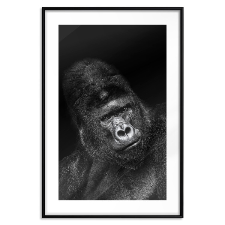Wall Poster Mountain Gorilla - black and white composition with a portrait of an African ape 116499 additionalImage 15