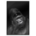 Wall Poster Mountain Gorilla - black and white composition with a portrait of an African ape 116499 additionalThumb 18