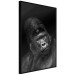 Wall Poster Mountain Gorilla - black and white composition with a portrait of an African ape 116499 additionalThumb 9
