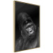 Wall Poster Mountain Gorilla - black and white composition with a portrait of an African ape 116499 additionalThumb 11