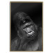 Wall Poster Mountain Gorilla - black and white composition with a portrait of an African ape 116499 additionalThumb 16