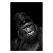 Wall Poster Mountain Gorilla - black and white composition with a portrait of an African ape 116499