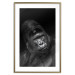 Wall Poster Mountain Gorilla - black and white composition with a portrait of an African ape 116499 additionalThumb 14