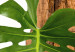 Canvas Plant zodiac: Scorpio - minimalist, botanical composition 122599 additionalThumb 5